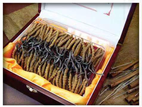 元谋冬虫夏草回收